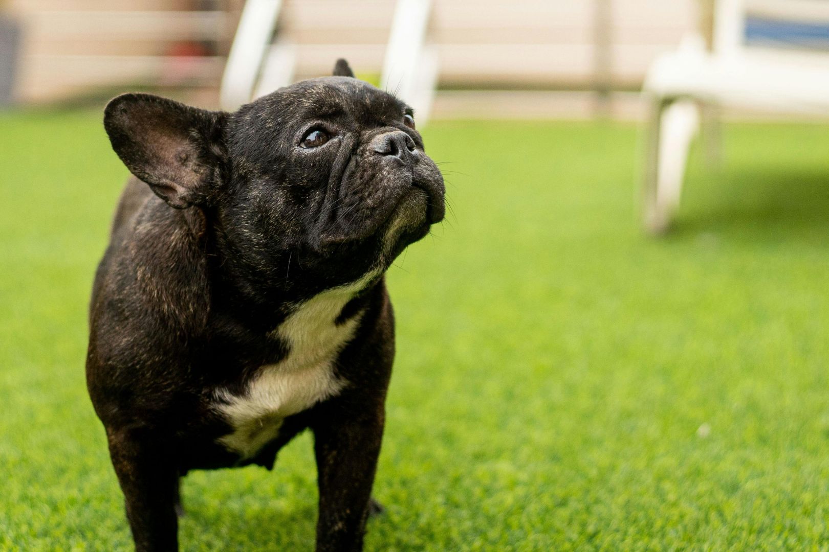 Como Limpar Grama Sintetica de Animais